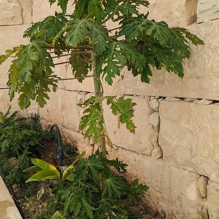 Apartamento Akamas Throne Neo Chorio