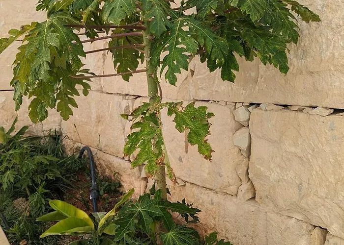 Lägenhet Akamas Throne Neo Chorio